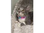 Adopt Moxie a Gray or Blue Domestic Shorthair / Domestic Shorthair / Mixed cat