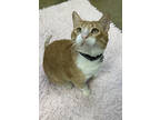 Adopt Donut a Orange or Red Domestic Shorthair / Domestic Shorthair / Mixed cat