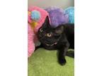 Adopt Drusilla a All Black Domestic Shorthair / Domestic Shorthair / Mixed cat