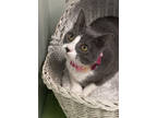 Adopt Nakoma a Gray or Blue Domestic Shorthair / Domestic Shorthair / Mixed cat