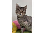 Adopt Aidan a Gray or Blue Domestic Shorthair / Domestic Shorthair / Mixed cat