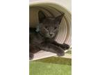 Adopt Chan a Gray or Blue Russian Blue / Domestic Shorthair / Mixed cat in