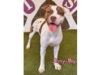 Adopt Jerry-Boy a White American Pit Bull Terrier / Mixed dog in Mason