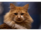 Adopt Pickle a Orange or Red Domestic Mediumhair / Domestic Shorthair / Mixed