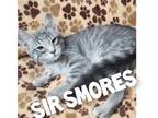 Adopt Sir Smores a Gray or Blue Domestic Shorthair / Domestic Shorthair / Mixed