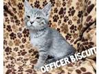 Adopt Officer Biscuit a Gray or Blue Domestic Shorthair / Domestic Shorthair /