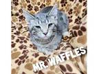 Adopt Mr. Waffles a Gray or Blue Domestic Shorthair / Domestic Shorthair / Mixed