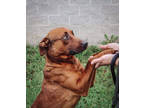 Adopt Buddy a Red/Golden/Orange/Chestnut Mixed Breed (Large) / Mixed dog in