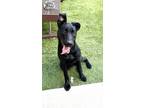 Adopt Magma a Black Labrador Retriever / Mixed dog in Carrollton, TX (39095387)