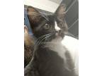 Adopt Cookies a All Black Domestic Longhair / Domestic Shorthair / Mixed cat in