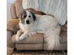 Adopt Harvey a White - with Gray or Silver Great Pyrenees / Mixed dog in