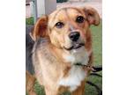 Adopt Napoleon a Brown/Chocolate Beagle / Mixed dog in Payson, AZ (39154695)