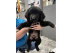 Adopt Mungo a Black Newfoundland / Mixed dog in Danville, IL (39154457)