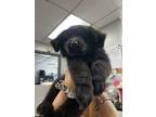 Adopt Tarzan a Black Newfoundland / Mixed dog in Danville, IL (39154455)