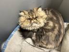 Adopt Oliver a Brown or Chocolate Persian / Domestic Shorthair / Mixed cat in