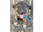 Adopt Meyer a Brindle Dutch Shepherd / American Pit Bull Terrier / Mixed dog in