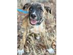 Adopt Maybelle a Brindle Dutch Shepherd / American Pit Bull Terrier / Mixed dog