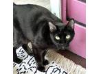 Adopt Vixen a All Black Domestic Shorthair / Domestic Shorthair / Mixed cat in
