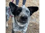 Adopt Nitro a Gray/Blue/Silver/Salt & Pepper Australian Cattle Dog / Mixed dog