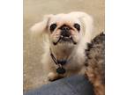 Adopt Susu a White Pekingese / Mixed dog in Woodinville, WA (39154544)