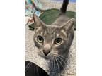 Adopt Benjamin a Gray or Blue Domestic Shorthair / Domestic Shorthair / Mixed