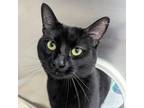 Adopt Gumbo a All Black Bombay / Domestic Shorthair / Mixed cat in Largo