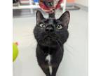 Adopt Champagne a All Black Domestic Shorthair / Domestic Shorthair / Mixed cat