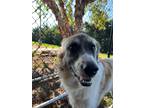 Adopt Gamora a White Great Pyrenees / Mixed dog in Hutchinson, KS (39154348)