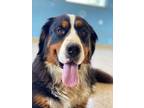 Adopt Mavis a Black Bernese Mountain Dog / Mixed dog in Columbia City