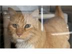 Adopt Mico a Orange or Red Domestic Mediumhair / Domestic Shorthair / Mixed cat