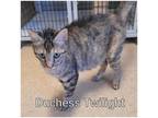 Adopt Duchess Twilight a Brown or Chocolate Domestic Shorthair / Domestic