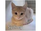 Adopt Sydney a Tan or Fawn Domestic Shorthair / Domestic Shorthair / Mixed cat