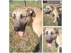 Adopt Hunter a Tan/Yellow/Fawn Anatolian Shepherd / Mixed dog in Commerce