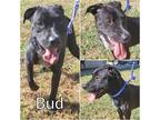 Adopt Bud a Black Australian Cattle Dog / Mixed dog in Commerce, TX (39117525)