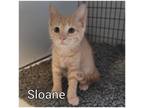 Adopt Sloane a Tan or Fawn Domestic Shorthair / Domestic Shorthair / Mixed cat
