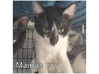 Adopt Mamas Boy a All Black Domestic Shorthair / Domestic Shorthair / Mixed cat