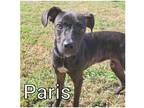 Adopt Paris a Brindle Mixed Breed (Medium) / Mixed dog in Commerce