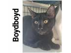 Adopt Boydboyd a All Black Domestic Shorthair / Domestic Shorthair / Mixed cat