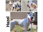 Adopt Hazel a White American Pit Bull Terrier / Mixed dog in Commerce