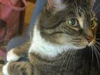 Adopt Kitty a Brown or Chocolate Domestic Shorthair / Domestic Shorthair / Mixed