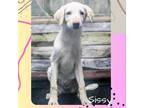 Adopt Sissy a White - with Tan, Yellow or Fawn Australian Cattle Dog / Great