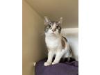 Adopt Miso a Orange or Red Domestic Shorthair / Domestic Shorthair / Mixed cat