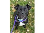 Adopt Charity a Black Mixed Breed (Medium) / Mixed dog in DeKalb, IL (39154226)