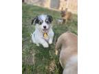 Adopt Wyatt a White Shih Tzu / Mixed dog in Fort Worth, TX (39154266)