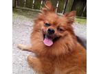 Adopt Phoenix a Red/Golden/Orange/Chestnut Pomeranian / Mixed dog in New