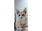 Adopt Chrome a Cream or Ivory Domestic Shorthair / Domestic Shorthair / Mixed