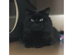 Adopt Biggie a All Black Domestic Longhair / Domestic Shorthair / Mixed cat in