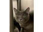 Adopt Bulmer a Gray or Blue Domestic Mediumhair / Domestic Shorthair / Mixed cat