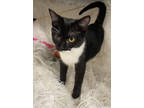 Adopt Zahara (@ Petsmart) a All Black Domestic Shorthair / Domestic Shorthair /