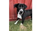 Adopt Sultan a Black Border Collie / Mixed dog in Fort Worth, TX (38318286)